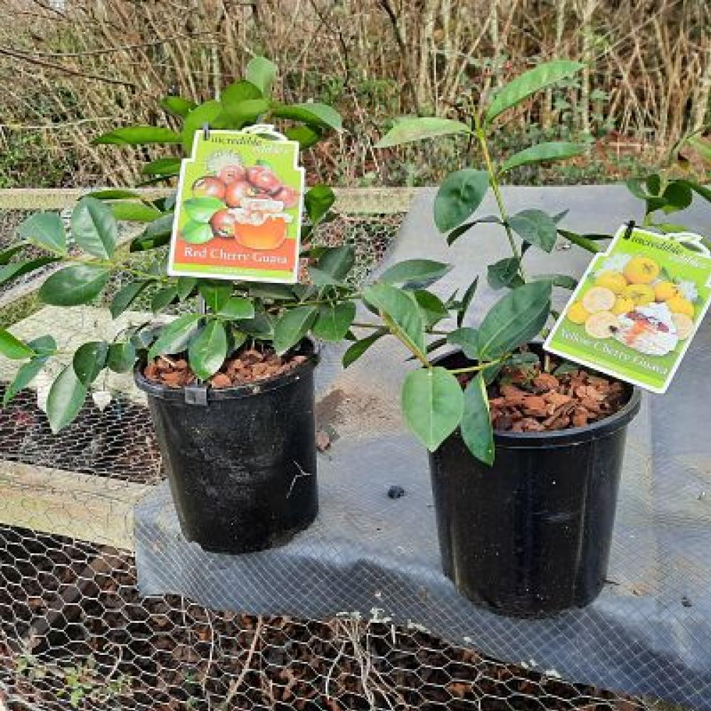 Guava Yellow Cherry Psidium cattleyanum