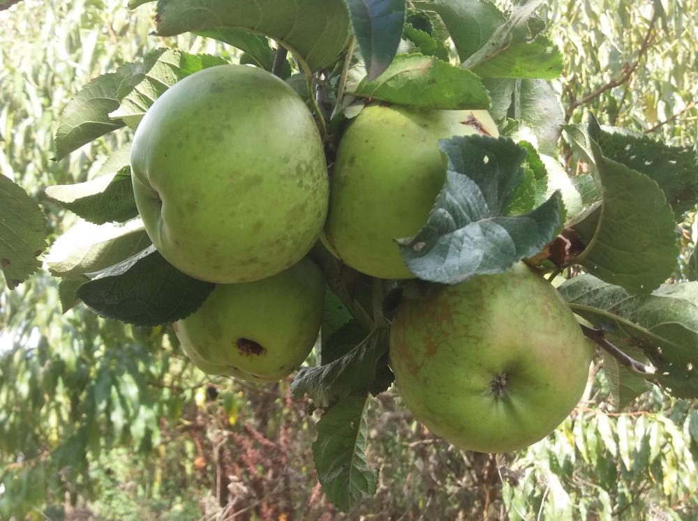 Kg of Ballarat Apples