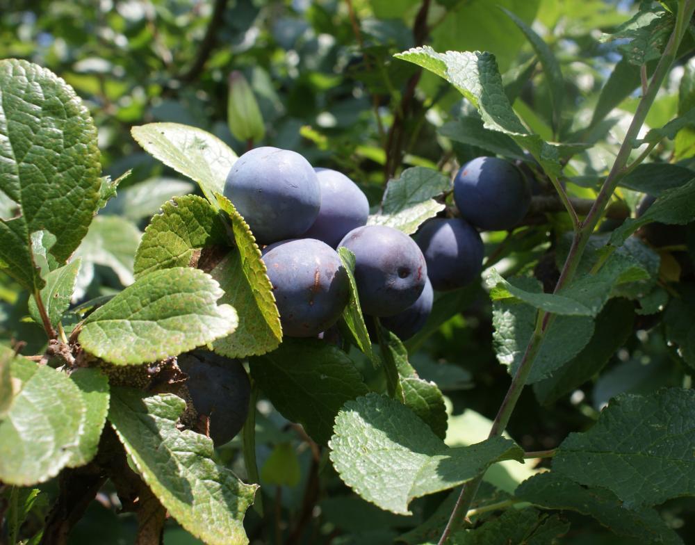 Damson Plum