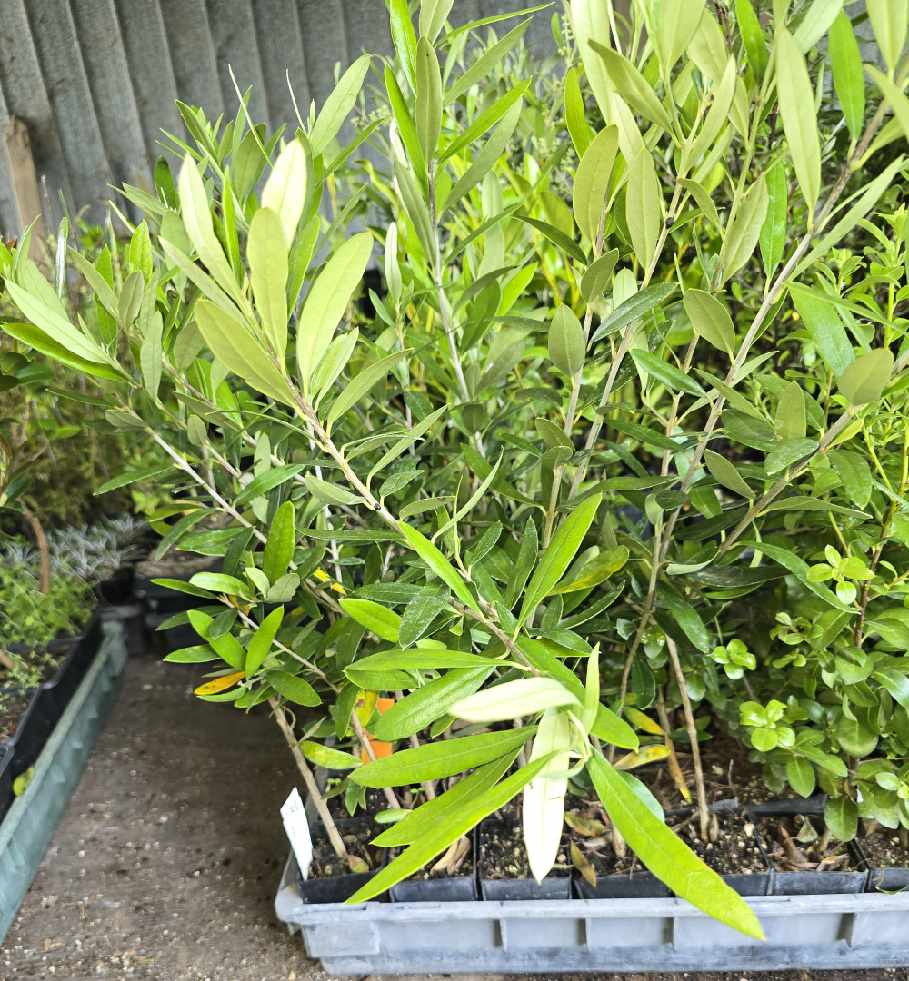 Kaipaki Nursery