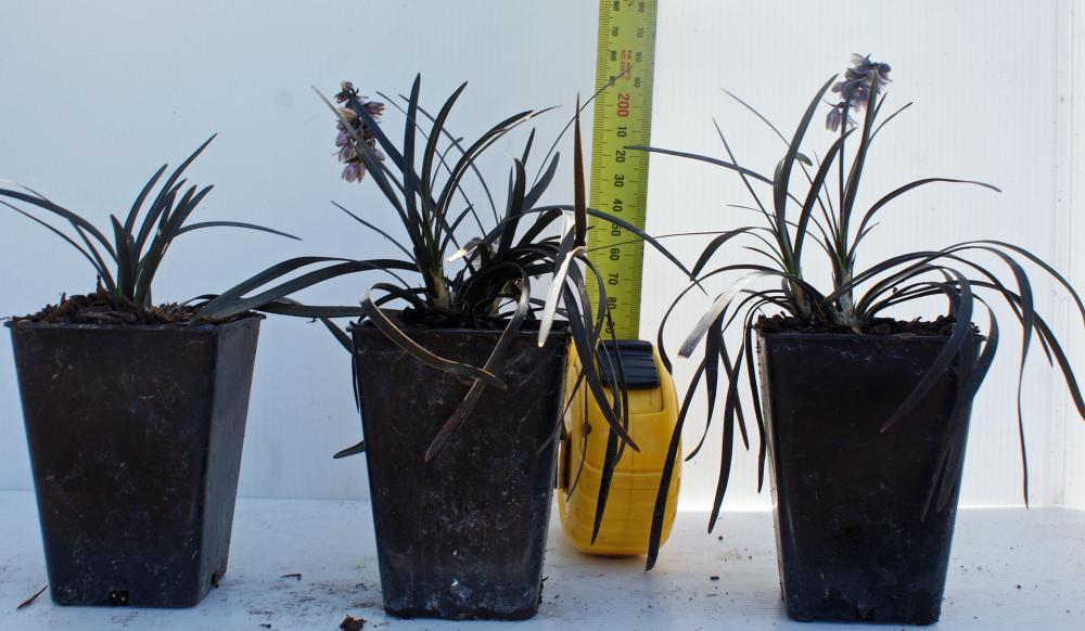 Ophiopogon planiscapus Black Dragon