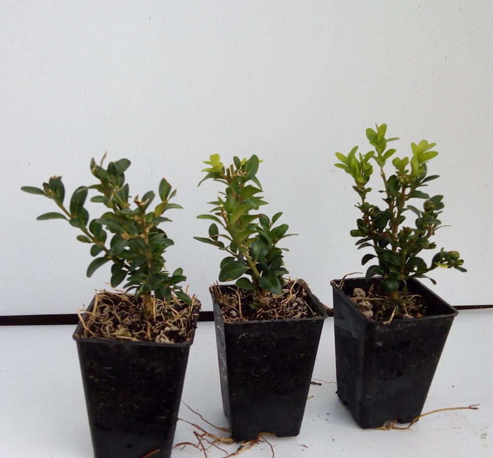 Buxus sempervirens (Box Hedge