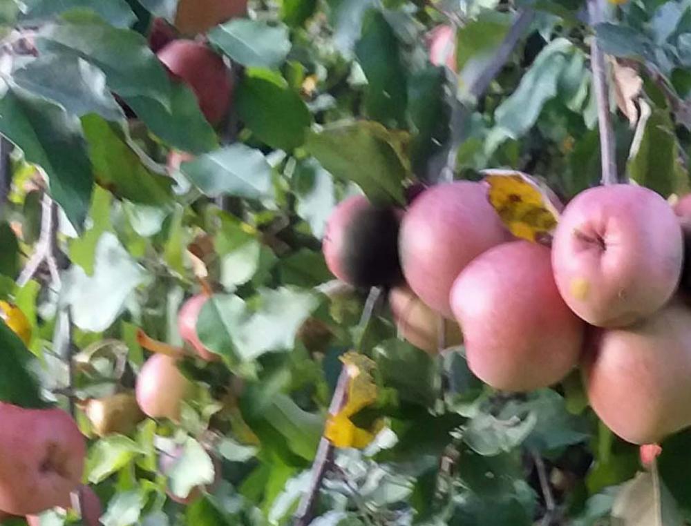 Fuji Apple