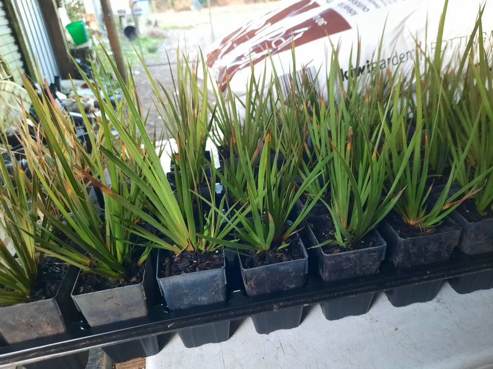 Libertia p. Grasshopper (PVR)