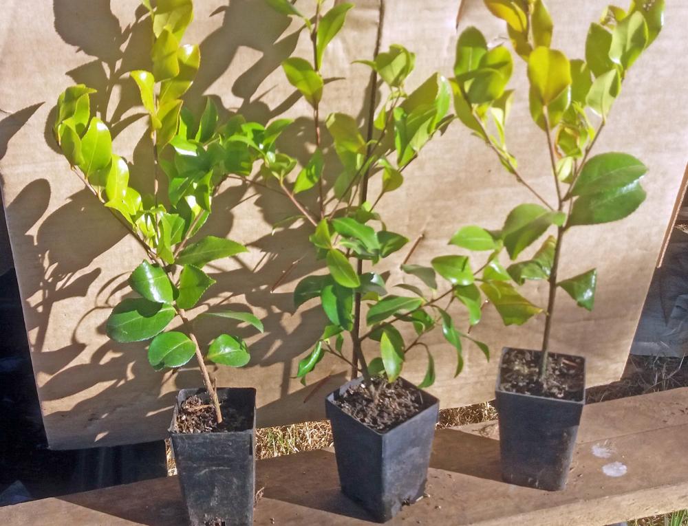 Camellia sasanqua Tanya