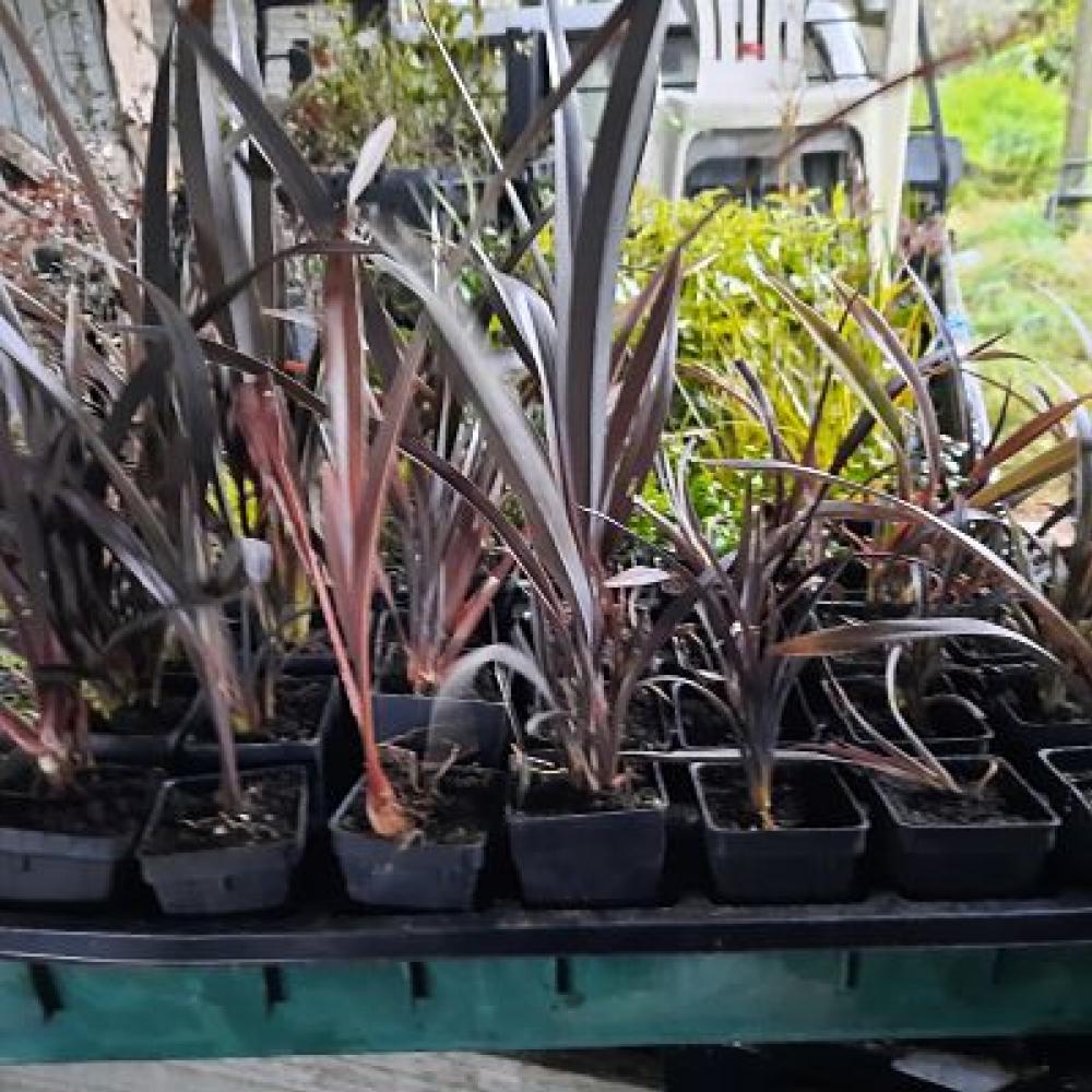 Phormium cookianum purpureum Mountain Flax (wharariki)