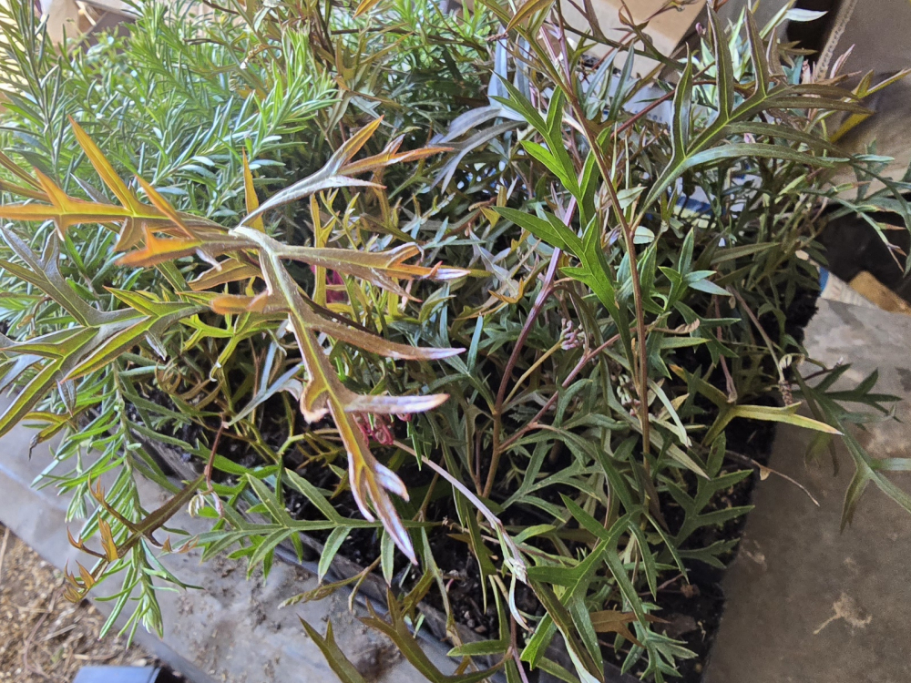 Grevillea Bronze Rambler