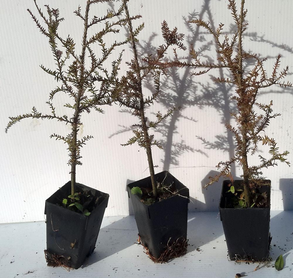 Dacrycarpus dacrydioides White Pine