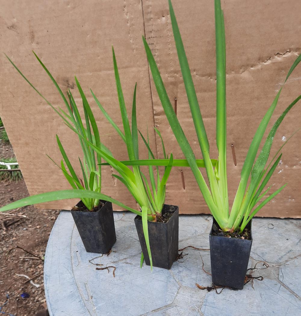 Dietes grandiflora