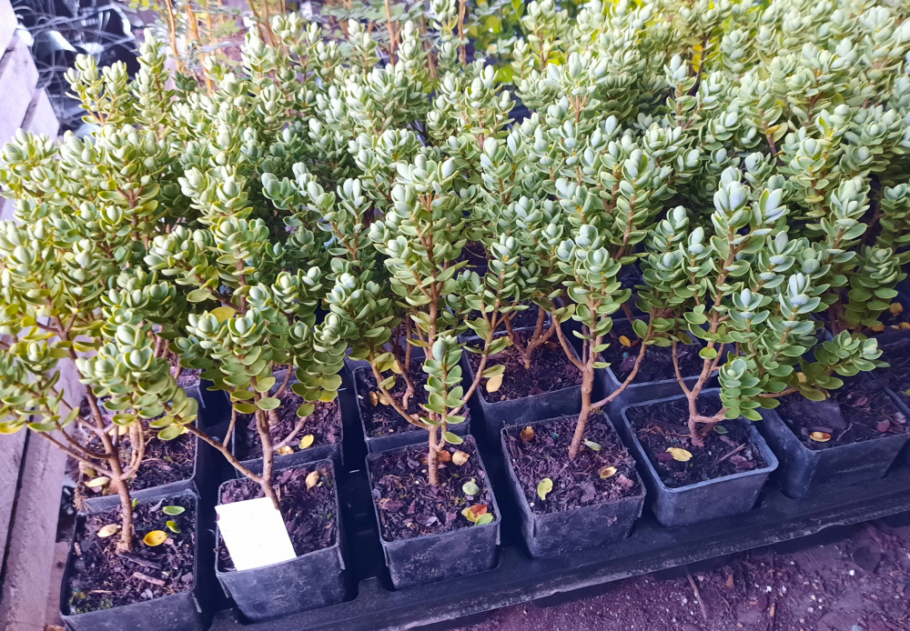 Hebe  topiaria