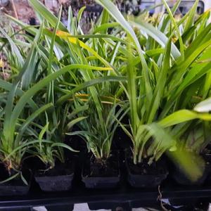 Phormium  cookianum Emerald Gem