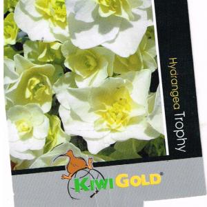 Hydrangea Trophy