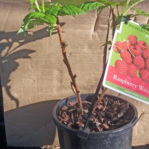 Raspberry Waiau