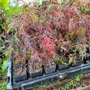 Acer palmatum disectum purpureum