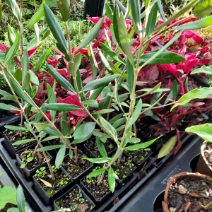Olive Ascolarno Plants