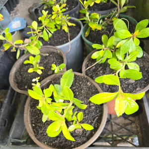 Escallonia Golden Brain 2 litre pot
