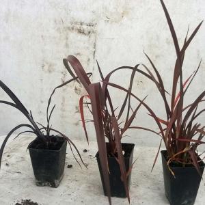 Phormium tenex purpureum