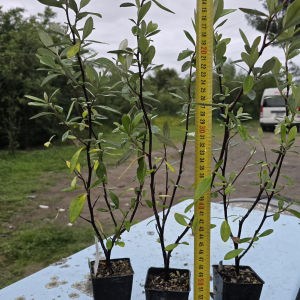 Corokia Geentys Green