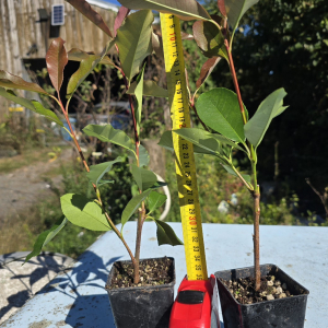 Photinia Red Robin