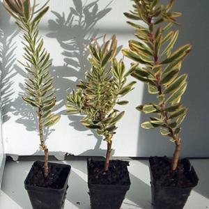 Leucodendron Jester