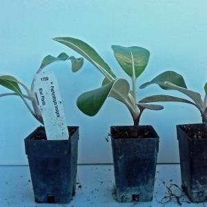 Pachystegia insgnis