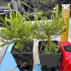 Coleonema Sunset Gold 5 cm pot
