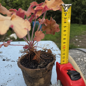 Heuchera Kasandra