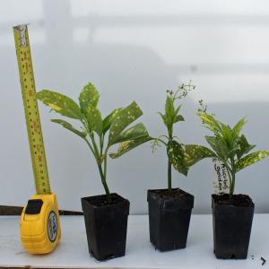 Aucuba japonica crotonifolia