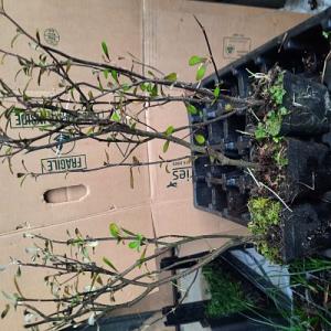 Corokia Bronze King 5 cm pot