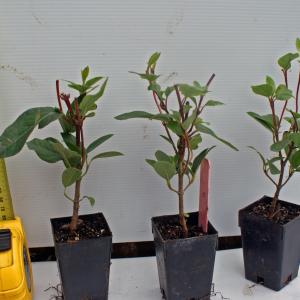 Viburnum tinus Eve Price