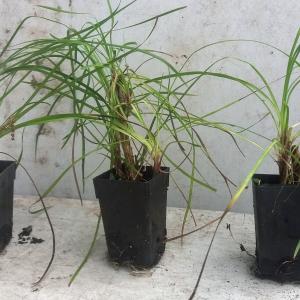 Lomandra Little Pal