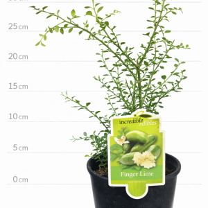Citrus Finger Lime