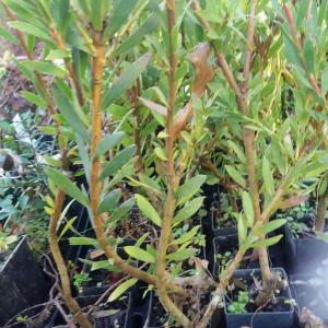 Leucodendron Loving Memory
