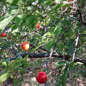 Plumcot