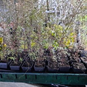 Kunzea ericoides kānuka in 5cm pot