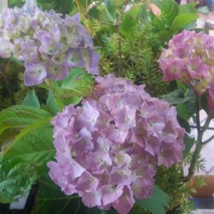 Hydrangea Altonia