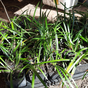 Liriope Blue Skies 5cm pot
