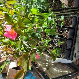 Camellia sasanqua Crimson Tide