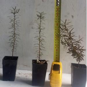 Podocarpus totara