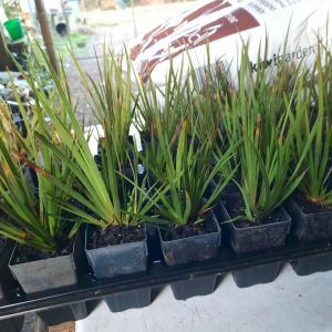 Libertia p. Grasshopper (PVR)
