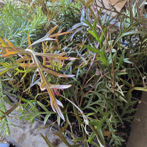 Grevillea Bronze Rambler