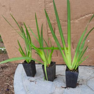 Dietes grandiflora