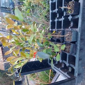 Mixed Camellia sasanqua for hedging