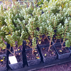 Hebe  topiaria