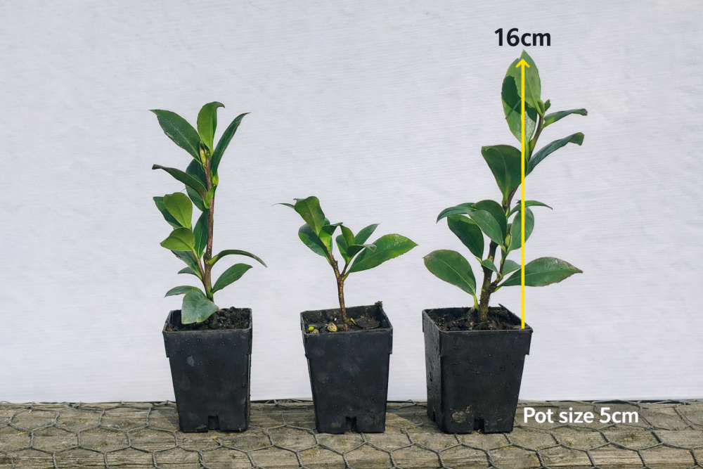Camellia sasanqua Yuletide