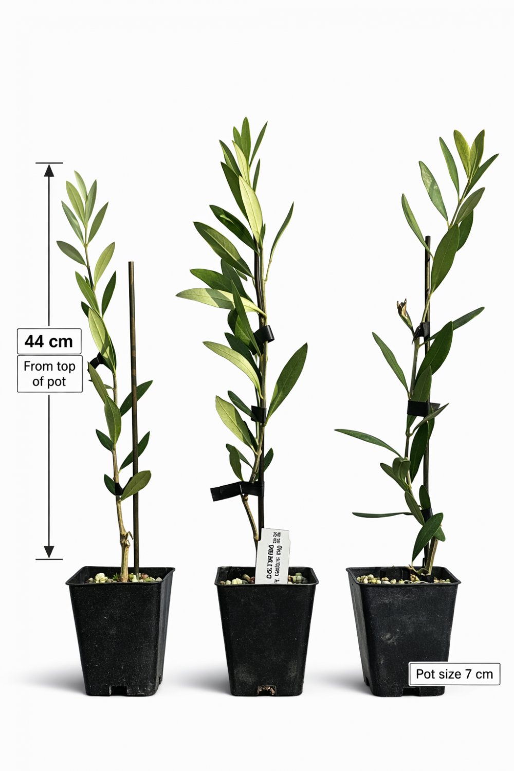 Olive Ascolarno Plants