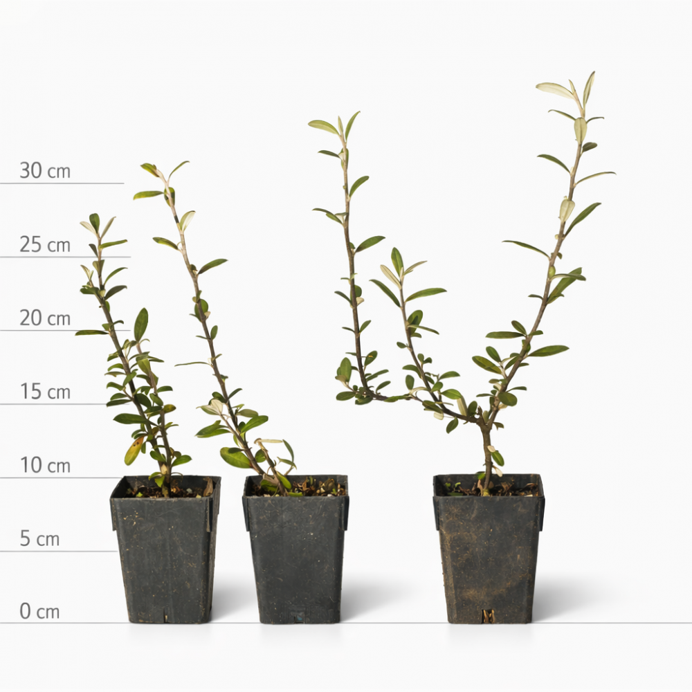 Corokia Frosted Chocolate