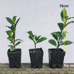 Camellia sasanqua Yuletide